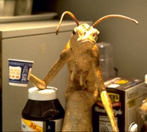 bug