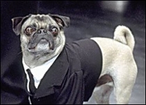 Pug